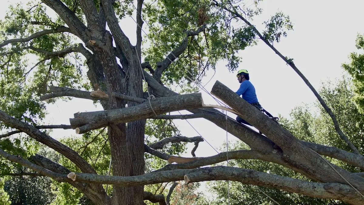 Professional Hazardous Tree Removal performed by certified arborists in Dorchester