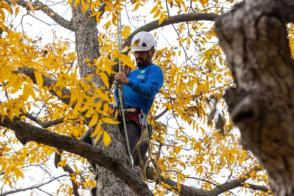 Skilled Tree Pruning crew working in Dorchester