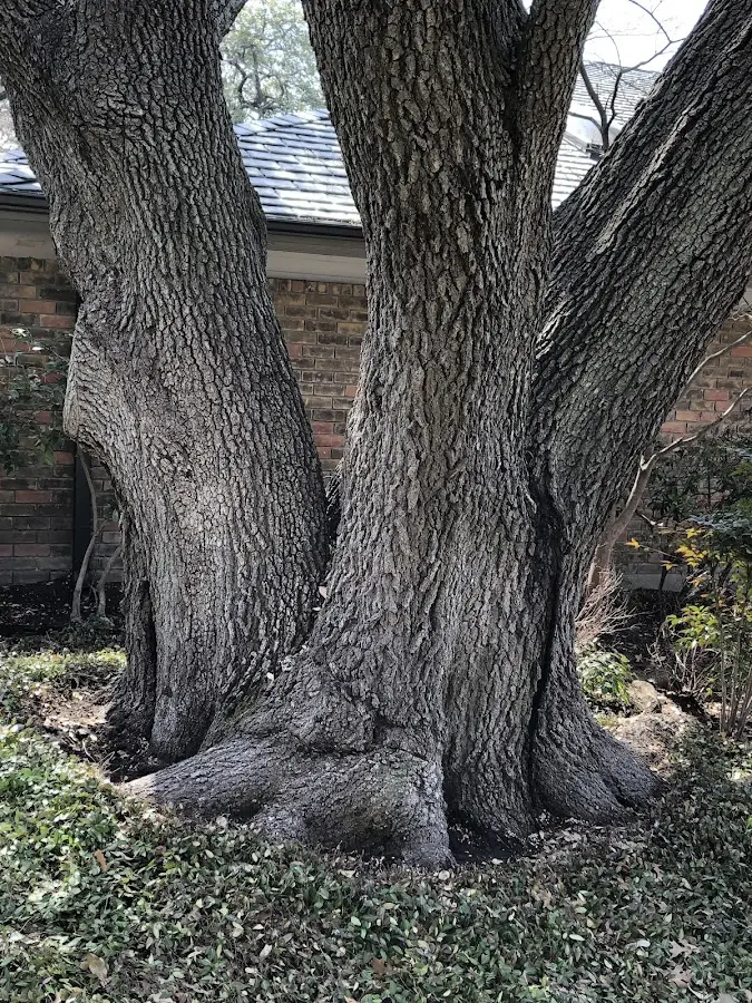 Mature heritage tree close to a Dorchester property cared for by certified arborists