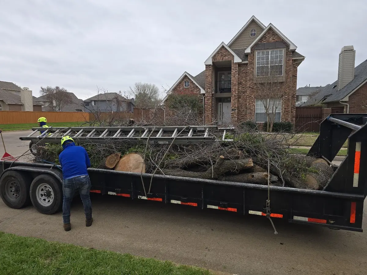 Expert Tree Fertilization with proper safety equipment in Dorchester